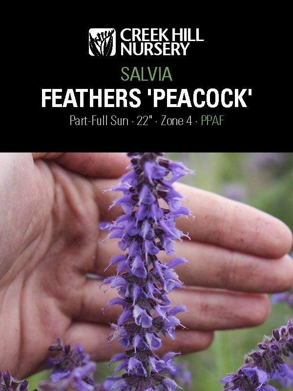 Salvia Feathers Peacock