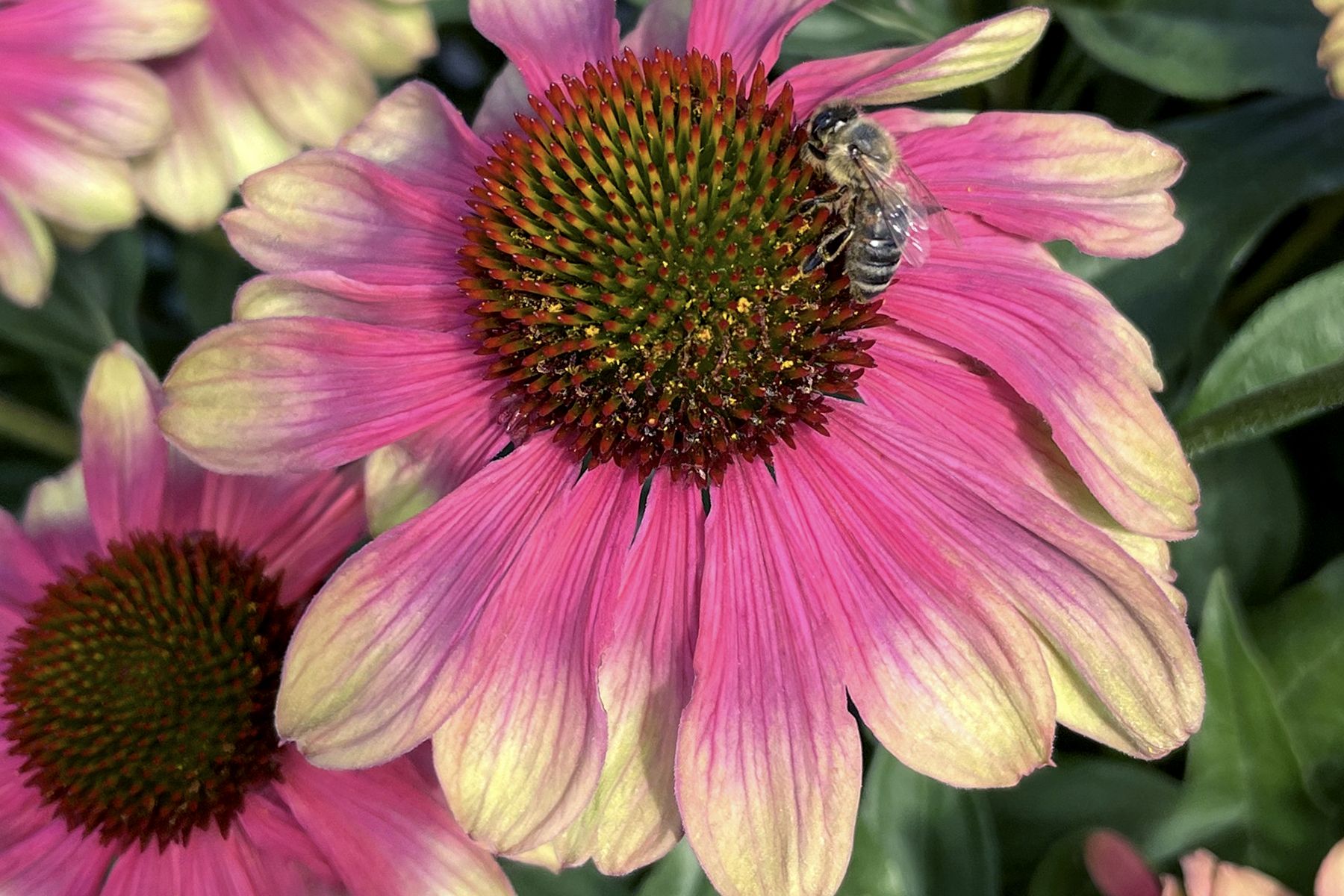 Echinacea Kismet Pink Lemonade