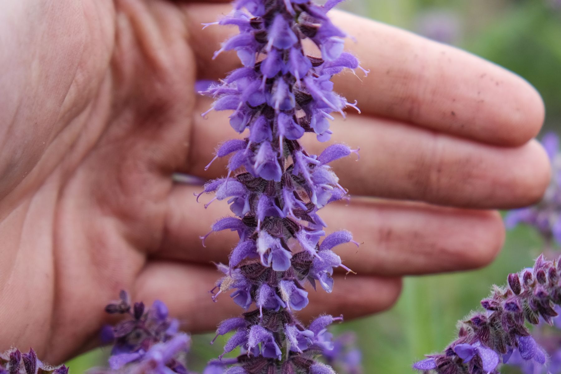 Salvia Feathers 'Peacock'