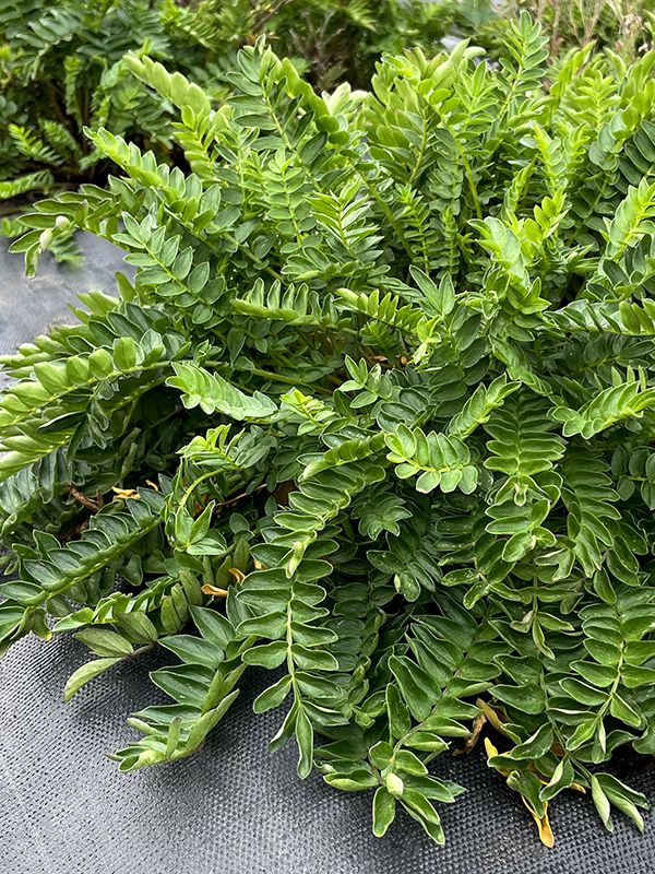 Polemonium 'Hurricane Ridge' habit