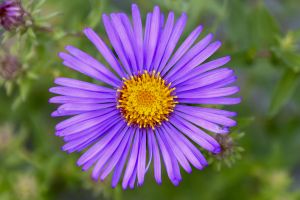 Aster 'Thunderdome'