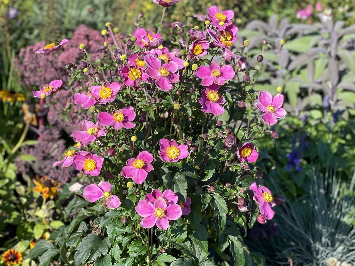 Anemone Puff Pink