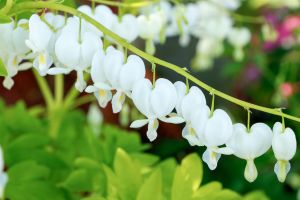 Dicentra 'White Gold'