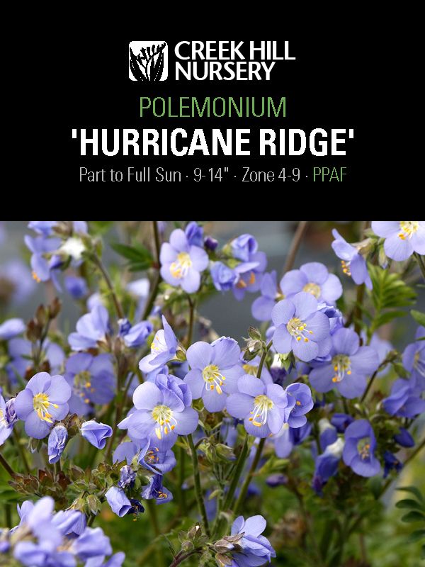 Polemonium 'Hurricane Ridge'