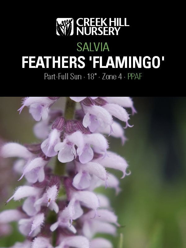 Salvia Feathers Flamingo