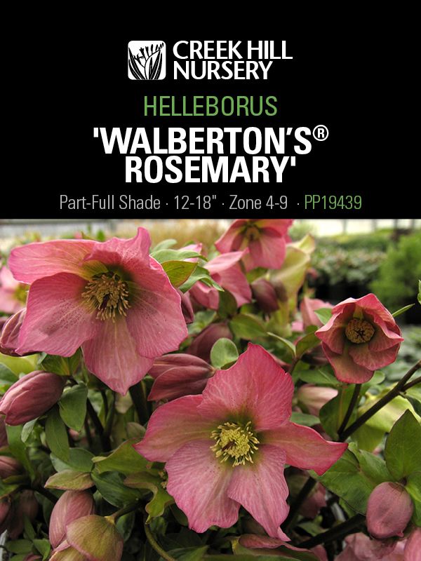 Hellebore 'Walberton's Rosemary'