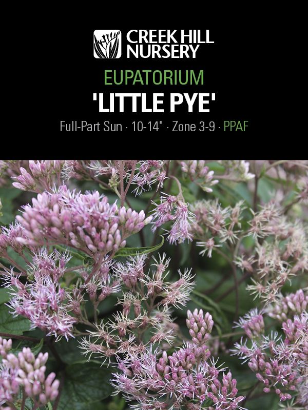 Eupatorium 'Little Pye'