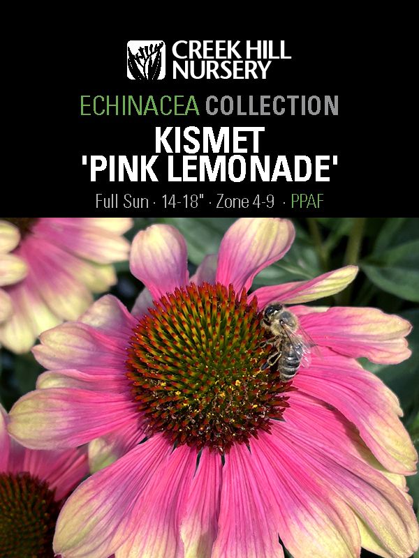 Echinacea Kismet 'Pink Lemonade'