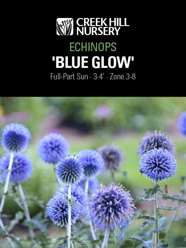 Echinops 'Blue Glow'