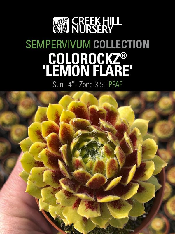 Sempervivum Colorockz 'Lemon Flare'