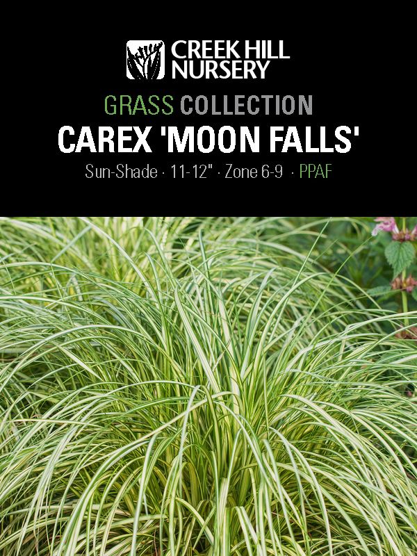 Carex 'Moon Falls'