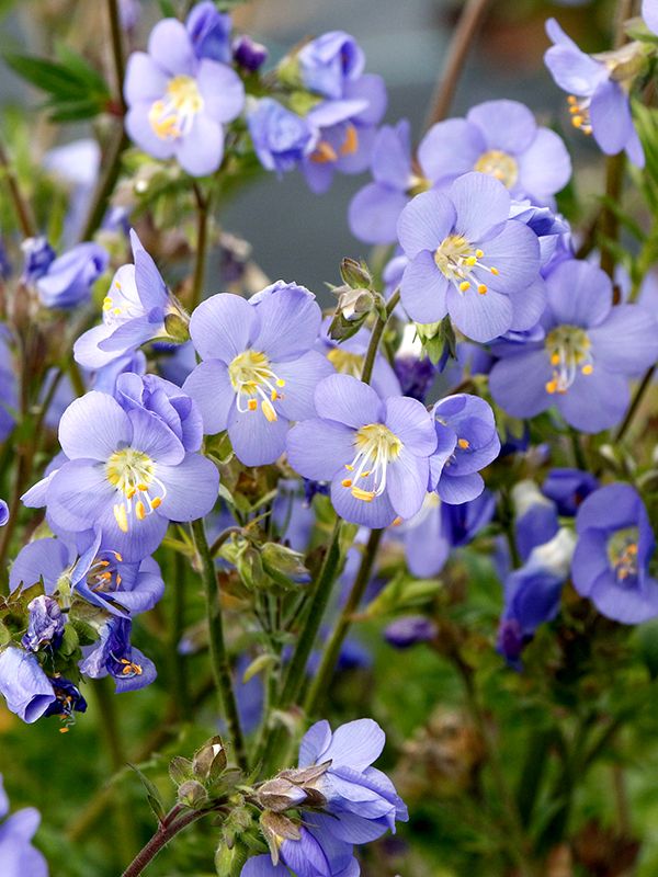 Polemonium 'Hurricane Ridge' flowers