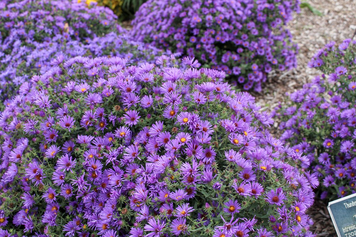 Aster 'Thunderdome'