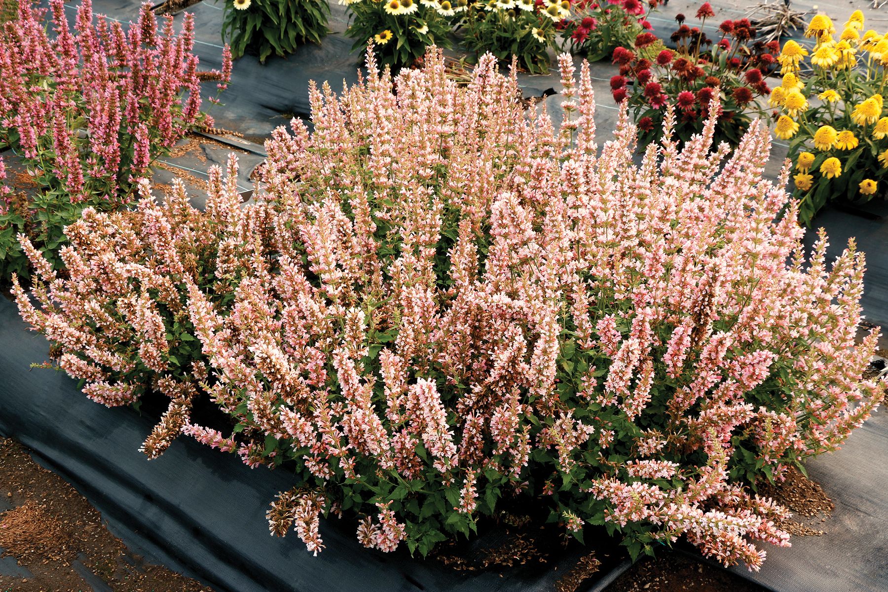Agastache Pink Pearl