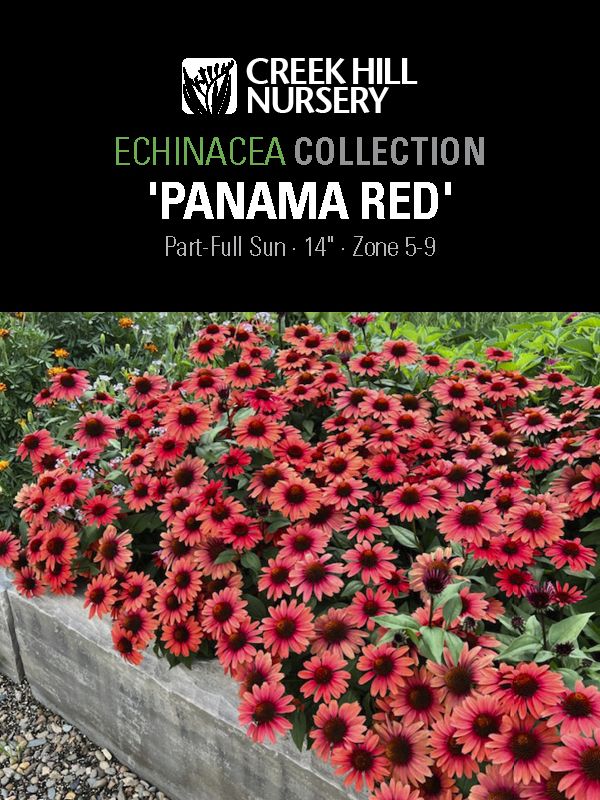 Echincea Panama Red