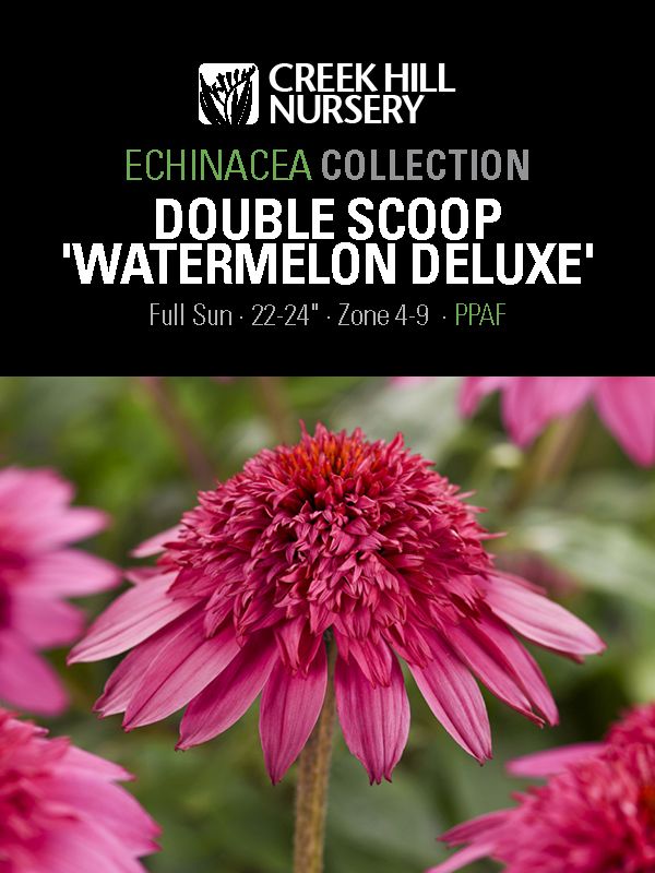 Echinacea Double Scoop Watermelon Deluxe