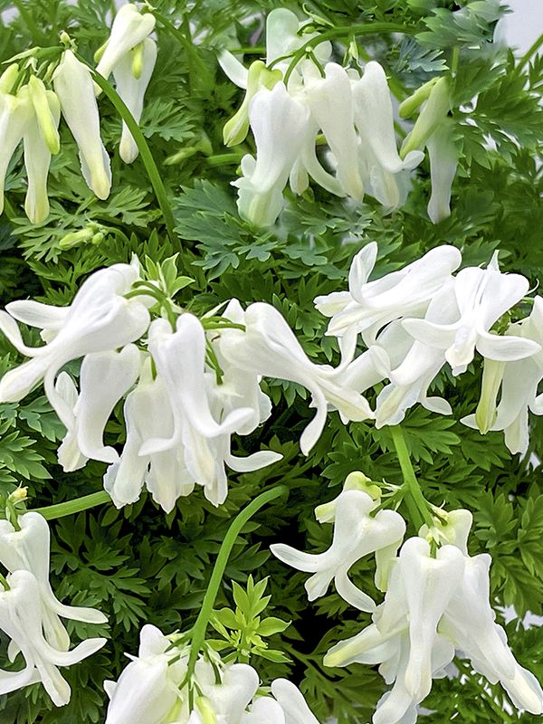 Dicentra Amore 'Titanium'